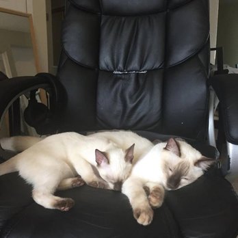 Tresor Cats - Very happy with our babies from Tresor Cats! - Pet Breeders Near Me Tresor Cats - Very happy with our babies from Tresor Cats! - Pet Breeders Near Me