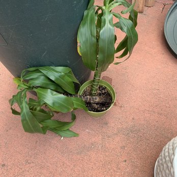 Armstrong Garden Centers - My dying plant - Nurseries & Gardening Near Me - Monrovia, California Armstrong Garden Centers - My dying plant - Nurseries & Gardening Near Me - Monrovia, California