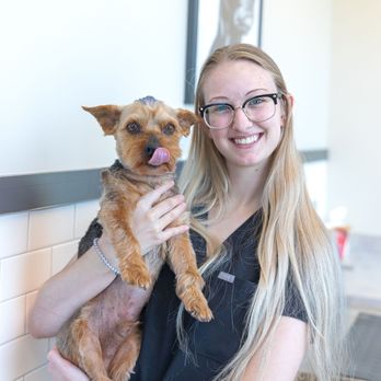 Goodvets - Veterinarians Near Me - Apex, North Carolina Goodvets - Veterinarians Near Me - Apex, North Carolina