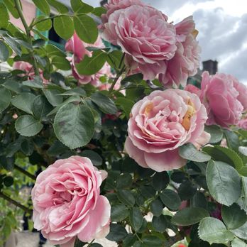 Jardins et Maison de Claude Monet - Beautiful flowers in the garden - Museums Near Me - Giverny, 27