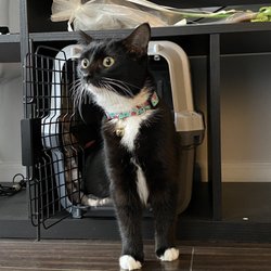 Kitty Bungalow Charm School for Wayward Cats