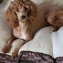Photo of EarthWise Pet Supply & Grooming Maricopa