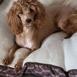 EarthWise Pet Supply & Grooming Maricopa