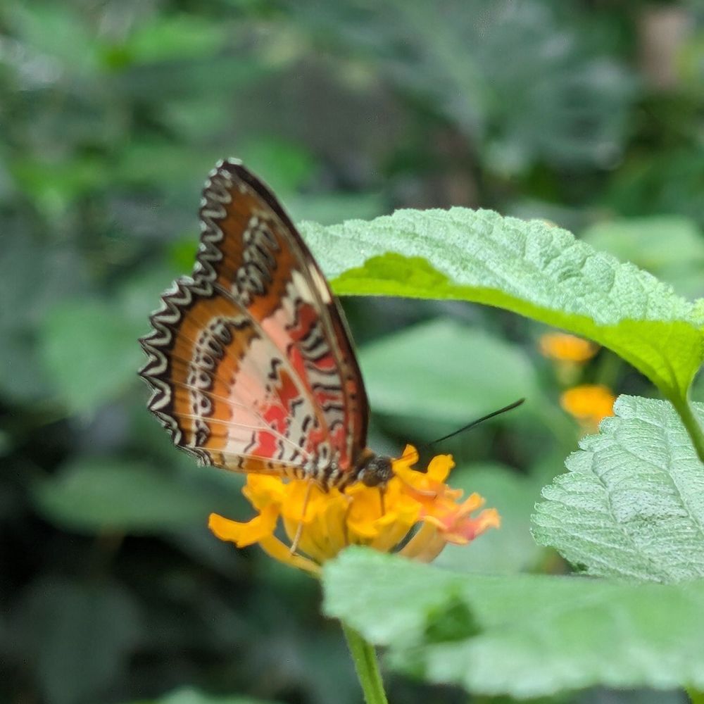 Cambridge Butterfly Conservatory - Botanical Gardens Near Me - Cambridge, Ontario Cambridge Butterfly Conservatory - Botanical Gardens Near Me - Cambridge, Ontario