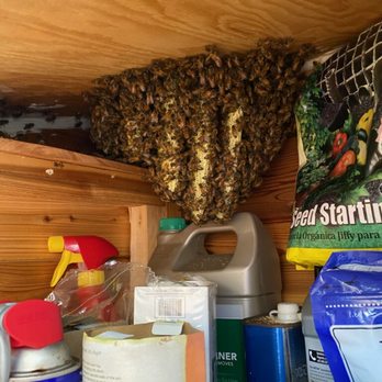 Aliza's Bee Removal - A beehive in my storage shed--they said it was probably built in just one week! - Pest Control Near Me - Poway, California Aliza's Bee Removal - A beehive in my storage shed--they said it was probably built in just one week! - Pest Control Near Me - Poway, California