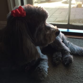 Penelopes Parlor - Thank you Penelope's Parlor! Mitzee looks adorable after her first visit. We will be back! - Pet Groomers Near Me - Costa Mesa, California Penelopes Parlor - Thank you Penelope's Parlor! Mitzee looks adorable after her first visit. We will be back! - Pet Groomers Near Me - Costa Mesa, California