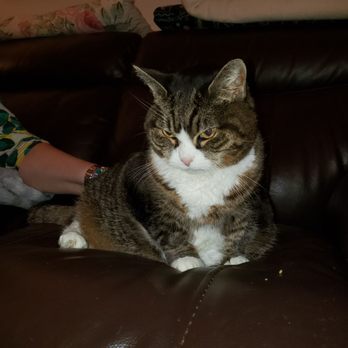Final Journey - Sweet Kiki - Pet Cremation Services Near Me