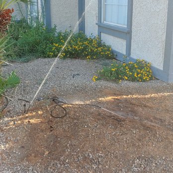 Treepro - TreePro left this spraying like this and thought it was totally fine! - Tree Services Near Me - Las Vegas, Nevada Treepro - TreePro left this spraying like this and thought it was totally fine! - Tree Services Near Me - Las Vegas, Nevada