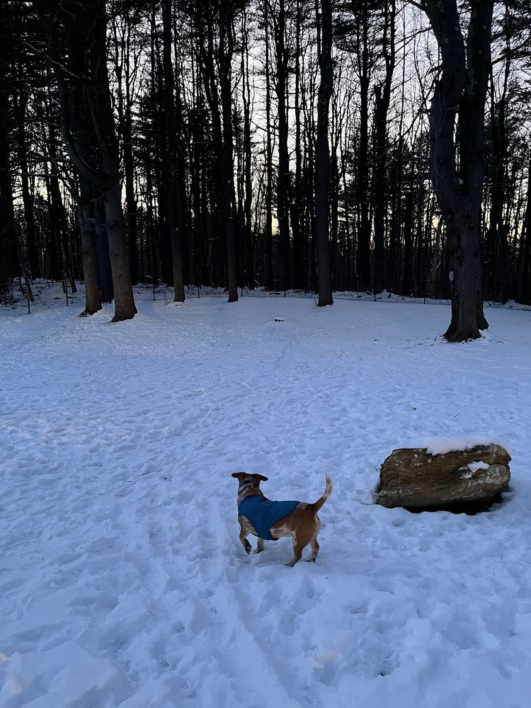 Pittsfield Dog Park Logo