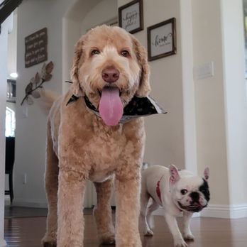 Top Dog Grooming - Pet Groomers Near Me - Las Vegas, Nevada Top Dog Grooming - Pet Groomers Near Me - Las Vegas, Nevada