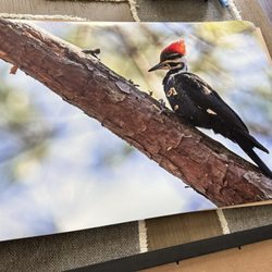 Digital Pro Lab - A large print of a Pileated Woodpecker.