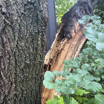 Meca Tree Service - Split tree - Tree Services Near Me Meca Tree Service - Split tree - Tree Services Near Me