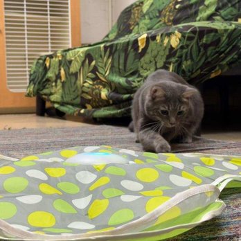 Pet Bnd - Pet Boarding Near Me - Albuquerque, New Mexico