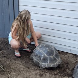 A girl with long, wavy hair, wearing a sleeveless top, shorts, and flip-flops, is crouched down on a dirt surface, reaching out to touch a large tortoise. The tortoise has a domed shell with visible segments and is situated near a white wooden wall with horizontal siding. The scene appears to be in an outdoor enclosure or garden area.
