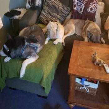 FurryFriends4Life - Pet Boarding Near Me