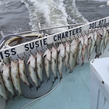 Miss Susie Charters - Aug 6th, 2015 trophy shot of our catch. Another great trip abroad the Miss Susie with Capt. Greg and mate Tad. - Fishing Near Me - Deale, Maryland
