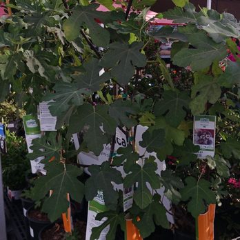 Walmart - Garden section - Department Stores Near Me - Duarte, California Walmart - Garden section - Department Stores Near Me - Duarte, California