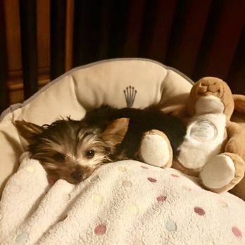 Dog Boutique Store - Yorkshire Terrier Puppy from "Dog Boutique Store". - Pet Stores Near Me - Pembroke Pines, Florida
