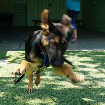 Bow Wow Bungalow - Valkyrie at the beginning of her training with lead trainer Darion. She was CRAZY as a puppy and is now amazing thanks to the Dog Whisperer! - Pet Sitting Near Me - Burbank, California Bow Wow Bungalow - Valkyrie at the beginning of her training with lead trainer Darion. She was CRAZY as a puppy and is now amazing thanks to the Dog Whisperer! - Pet Sitting Near Me - Burbank, California