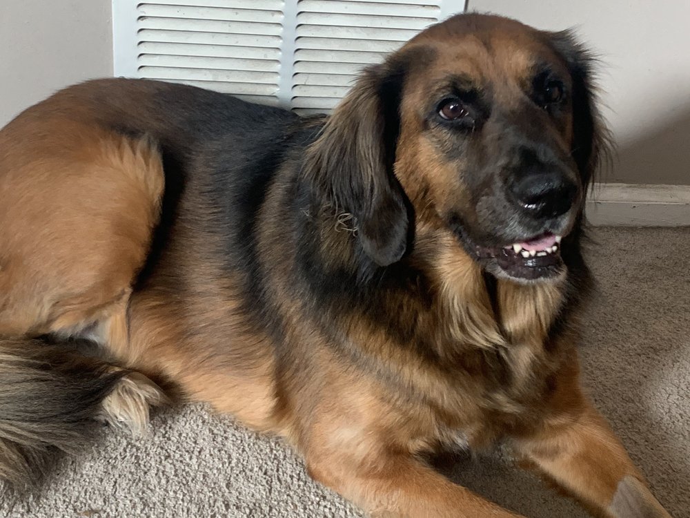 RED BANK VETERINARY HOSPITAL MOUNT LAUREL Mount Laurel Township, NJ