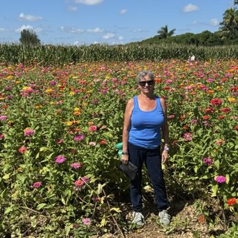 The Berry Farms - Zinnia field - Farms Near Me - Miami, Florida The Berry Farms - Zinnia field - Farms Near Me - Miami, Florida