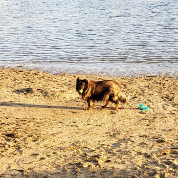 Mother's Beach - Sheba the salty dog enjoying her day at mother's beach. - Beach Equipment Rentals Near Me - Marina del Rey, California Mother's Beach - Sheba the salty dog enjoying her day at mother's beach. - Beach Equipment Rentals Near Me - Marina del Rey, California
