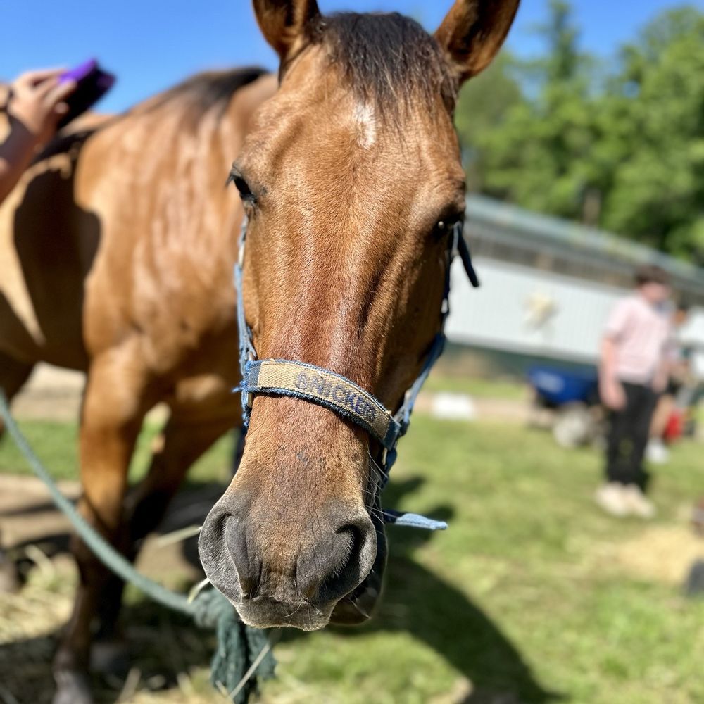 THE BEST 10 HORSEBACK RIDING near THE FAN, RICHMOND, VA - Updated 2026 -  Hours - Yelp