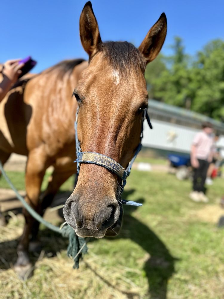 Recovery Equestrian Facility - equestrian in Spotsylvania, VA