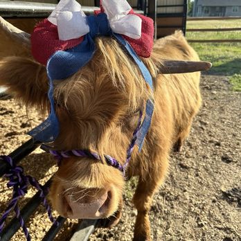 Diamond Springs Ranch - Meet lil Ms. Hildy - Horseback Riding Near Me - Sedgwick, Kansas Diamond Springs Ranch - Meet lil Ms. Hildy - Horseback Riding Near Me - Sedgwick, Kansas