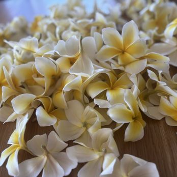 Kaimana Beach Hotel - Yellow plumerias ready for a lei making class with Kara - Hotels Near Me - Honolulu, Hawaii Kaimana Beach Hotel - Yellow plumerias ready for a lei making class with Kara - Hotels Near Me - Honolulu, Hawaii