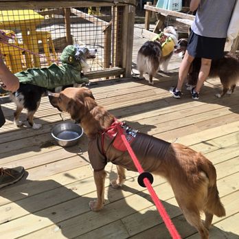 MUTTS Canine Cantina - American Near Me - Dallas, Texas MUTTS Canine Cantina - American Near Me - Dallas, Texas