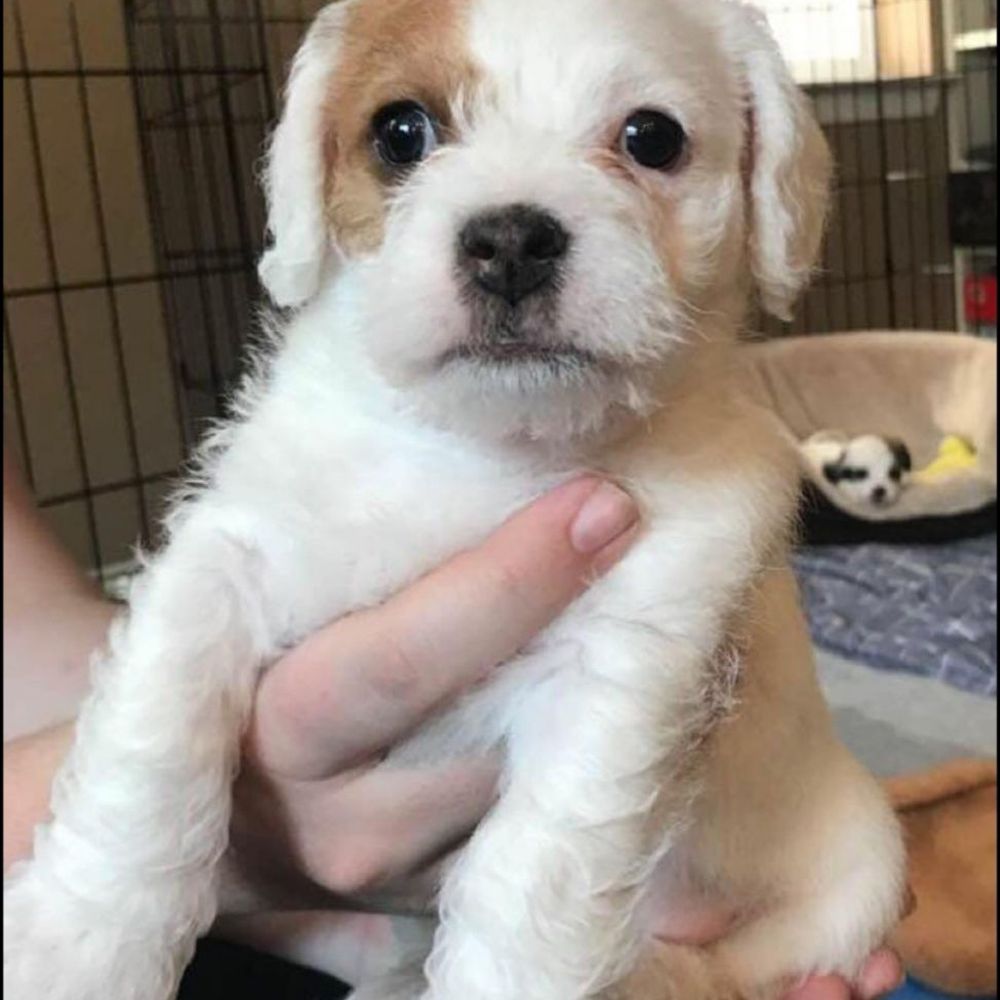 Humane Society Fruitvale, Oakland, CA 94601 - Last Updated January 2026 -  Yelp