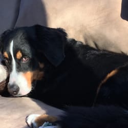 Animal Inn - Sophie returned home after an Easter Weekend at the Animal Inn Kennel . Spent the night chilling on the couch!