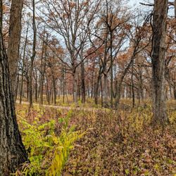 Greene Valley County Forest Preserve