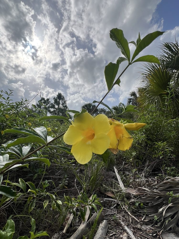 Gomez Preserve Nature Trail Image