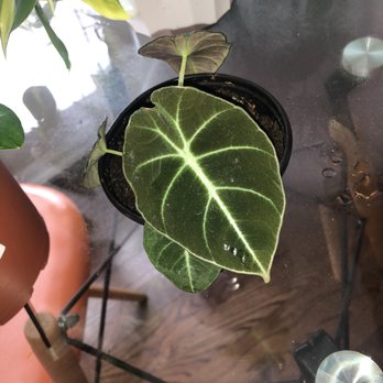 Plant Shoppe - Nurseries & Gardening Near Me - San Antonio, Texas Plant Shoppe - Nurseries & Gardening Near Me - San Antonio, Texas