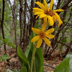 Dry Fork Trail