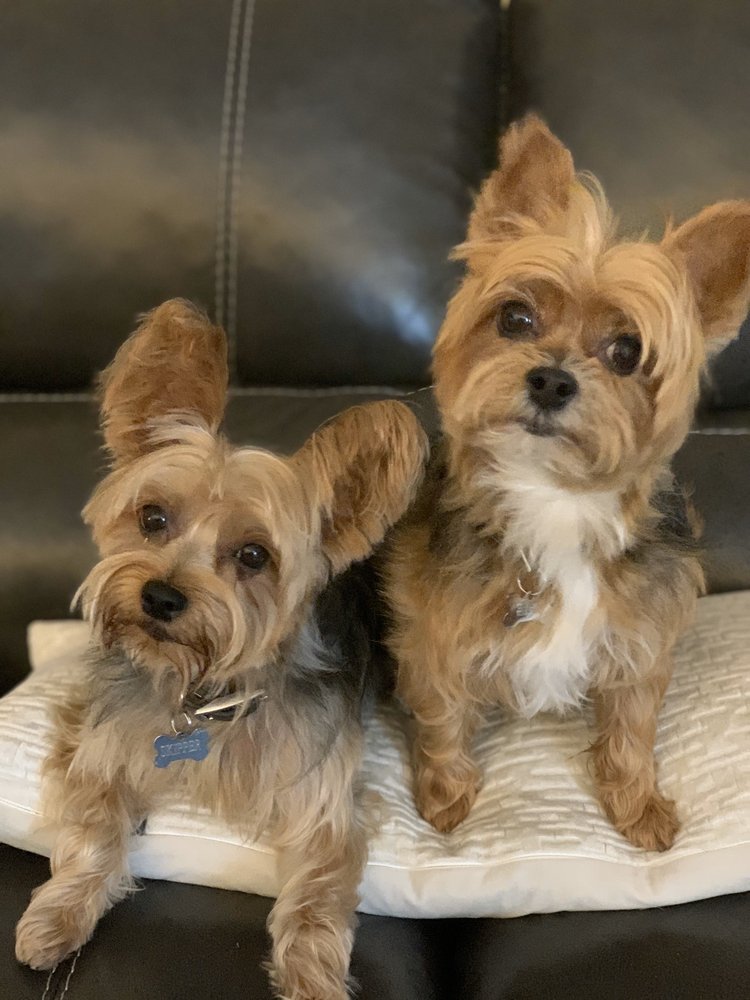 THE PET GROOMER 69 Photos & 55 Reviews 4501 Stine Rd, Bakersfield