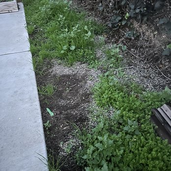 Mountain View Lawn Care - Weeds in a shaded bed - Landscaping Near Me Mountain View Lawn Care - Weeds in a shaded bed - Landscaping Near Me
