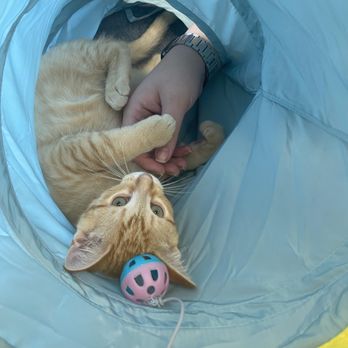 Cattyshack Cat Cafe - Themed Cafes Near Me - Fort Myers, Florida Cattyshack Cat Cafe - Themed Cafes Near Me - Fort Myers, Florida