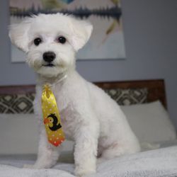 ruff roads mobile grooming