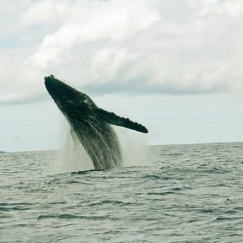 Liko Kauai Cruises - Breaching humpback whale from the Liko Kauai boat March 20, 2014. - Tours Near Me - Waimea, Hawaii Liko Kauai Cruises - Breaching humpback whale from the Liko Kauai boat March 20, 2014. - Tours Near Me - Waimea, Hawaii
