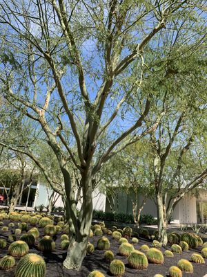 Sunnylands Center & Gardens by null