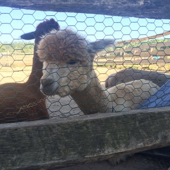 Island Alpaca - Knitting Supplies Near Me - Oak Bluffs, Massachusetts