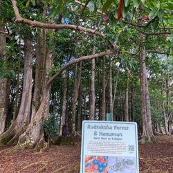 Sacred Temple Garden/Rudraksha Forest - 10/17/22 peaceful, enlightenment....