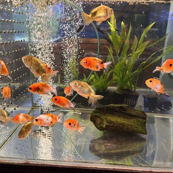 Rosemead Aquarium - Gold fish - Pet Stores Near Me - Rosemead, California
