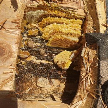 Abba Termite & Pest Control - Pest Control Near Me - Whittier, California