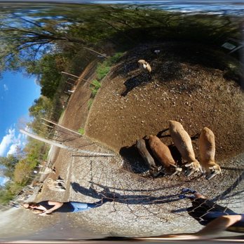 Lagoon Deer Park - Overview - Petting Zoos Near Me - Sandusky, Ohio