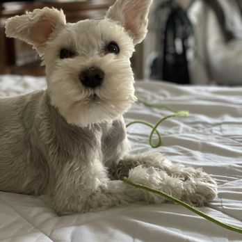 A A Dog Grooming - Love our schnauzers - Pet Groomers Near Me - Washington , Utah A A Dog Grooming - Love our schnauzers - Pet Groomers Near Me - Washington , Utah