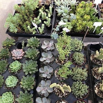 Evergreen Farm - Nurseries & Gardening Near Me - San Jose, California Evergreen Farm - Nurseries & Gardening Near Me - San Jose, California